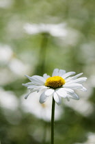 Daisy, Ox-eye daisy, Leucanthemum vulgare, single stem in focus.