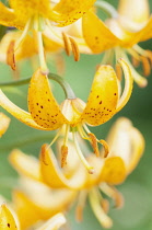 Martagon Lily, Lilium hansonii, several flowers showing reflex petals and protuding stamens.