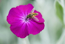 Rose campion, Lychnis coronaria, Hoverfly collecting nectar from flower.