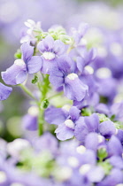 Nemesia 'Fleurie Blue'.