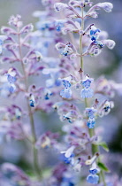 Catmint, Nepeta 'Six Hills Giant', flowering stems, shallow focus.