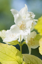 Mock orange, Philadelphus coronarius 'Aureus', close up of flowers and yellow coloured leaves.