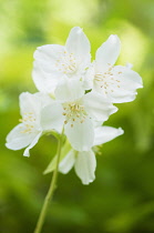 Mock orange, Philadelphus coronarius, flowering stem.