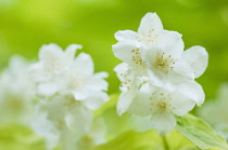 Mock orange, Philadelphus coronarius, flowering stems.