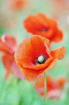 Field poppy, Papaver rhoeas, wild red flowers with others out of focus behind.