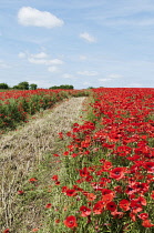 Wild poppy, Papaver rhoeas, field of flowers growing either side of a mown track, with blue sky behind.