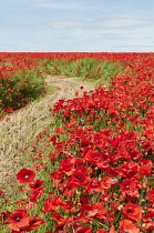 Wild poppy, Papaver rhoeas, field of flowers growing either side of a mown track, with blue sky behind.