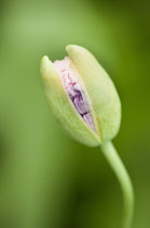 Opium poppy, Papaver somniferum, close up of a bud opening.