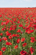 Wild poppy, Papaver rhoeas, field of flowers with blue sky behind.