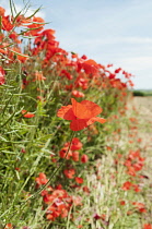 Wild poppy, Papaver rhoeas, field of flowers growing in a field with some Oilseed rape growing amongst.