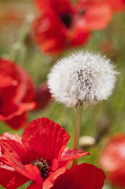 Dandelion, Taraxacum officinale, seedhead growing amongst the field Poppies, Papaver rhoeas.