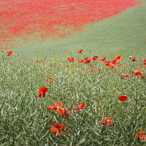 Wild Poppy, Papaver rhoeasm growing in a field of Oilseed rape which has finished flowering.