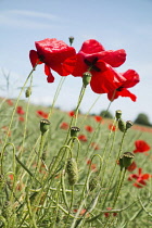 Wild Poppy, Papaver rhoeas, close up on a few, with blue sky behind.