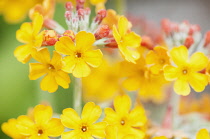 Bulley's Primrose, Primula bulleyana, yellow candleabra primula, which is a wild woodland plant.