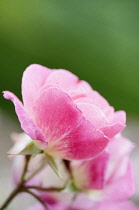 Rose, Rosa 'Erfurt', side on view of a half open flower.