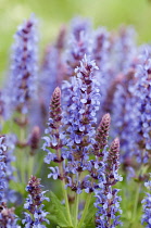 Wood sage, Salvia x sylvestris 'Blauhugel'.