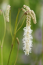 Burnet, Sanguisorba 'White Tanna', which flowers from the bottom upwards.