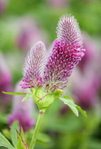 Trifolium, Clover, Nobel clover, Trifolium rubens.