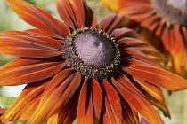 Black-eyed Susan, Rudbeckia hirta 'Moreno', orange tinged mahogony flower showing ring of yellow stamens around the black cone.