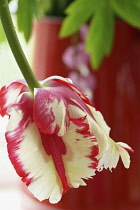Parrot tulip, Tulipa 'Estella Rynveld', Red and white fringed flower hanging down from a red vase.