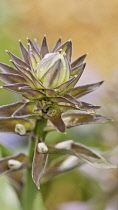 Hosta, spikey flowerhead not yet opened.