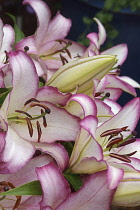 Oriental lily, Lilium 'Hotline', several pink edged flowers.
