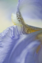 Iris, Bearded iris, detail showing yellow and black markings on a blue flower.