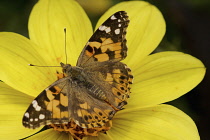 Dahlia, yellow flower with Painted Lady butterfly, Vanessa cardui.