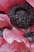 Oriental poppy, Papaver orientale 'Patty's Plum', close up showing black stamen inside.