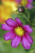 Cosmos bipinnatus flower with bud against soft focus yellow flower.