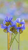 Viola, blue and yellow flowers in a clear vase of water against a dappled soft focus background.