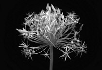 Allium, Allium christophii, black and white opening flower appearing light against a solid black background.