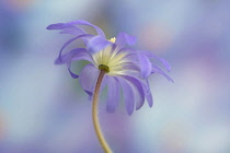 Winter windflower, Anemone blanda, purple flower shot from underneath against a dappled blue background.