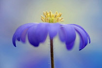 Winter windflower, Anemone blanda, curved back purple petals reveal yellow stamens against a dappled blue background.