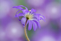 Winter windflower, Anemone blanda, purple flower shot from underneath against a dappled blue background.