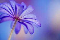 Winter windflower, Anemone blanda, purple flower shot from underneath, backlit against a dappled blue background.