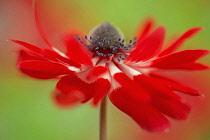 Anemone coronaria, red and white flower viewed from the side with a dynamic appearance showing centre cone and stamens.