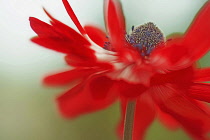 Anemone coronaria, red and white flower viewed from the side with a dynamic appearance showing centre cone and stamens.