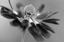 Anemone coronaria, flower viewed from the side with a dynamic appearance showing centre cone and stamens.