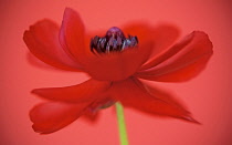 Anemone coronaria, red flower viewed from the side with a dynamic appearance showing centre stamens.