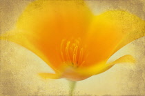 Californian poppy, Eschscholzia californica, close up view manipulated with aged effect on edges.