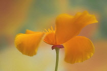 Californian poppy, Eschscholzia californica, side on view with petals curved back to reveal stamen.