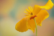 Californian poppy, Eschscholzia californica, side on view with petals curved back to reveal stamen.