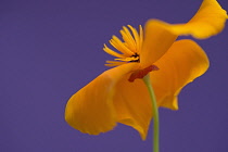 Californian poppy, Eschscholzia californica, side on view with petals curved back to reveal stamen.