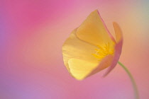 Californian poppy, Eschscholzia californica, side on view. Shot against a soft focus dappled pink background.