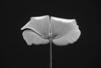 Californian poppy, Eschscholzia californica, side on view with petals curved back.