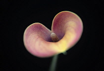 Arum Lily, Calla lily, Zantedeschia, angle of view creating a heart shape with selective focus to the centre.