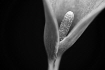 Arum Lily, Calla lily, Zantedeschia, cropped view revealing stamen with selective focus to the centre.
