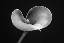 Arum lily, Calla lily, Zantedeschia, angle of view creating a heart shape with selective focus to the centre.