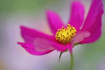 Cosmos bipinnatus, shot from side revealing pollen coverd yellow stamens.